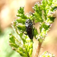 Aaaaba fossicollis at Aranda Bushland - 12 Nov 2023 09:45 AM