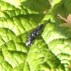 Aaaaba fossicollis at Aranda Bushland - 12 Nov 2023 09:45 AM