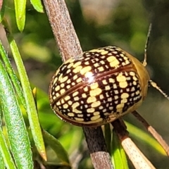 Paropsis pictipennis (Tea-tree button beetle) at Tuggeranong, ACT - 18 Nov 2023 by trevorpreston