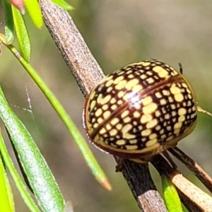 Paropsis pictipennis at Gigerline Nature Reserve - 18 Nov 2023