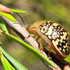 Paropsis pictipennis at Gigerline Nature Reserve - 18 Nov 2023