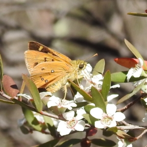 Trapezites eliena at Bluetts Block (402, 403, 12, 11) - 18 Nov 2023