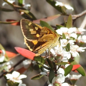 Trapezites eliena at Bluetts Block (402, 403, 12, 11) - 18 Nov 2023