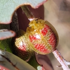 Paropsisterna fastidiosa (Eucalyptus leaf beetle) at Gigerline Nature Reserve - 18 Nov 2023 by trevorpreston