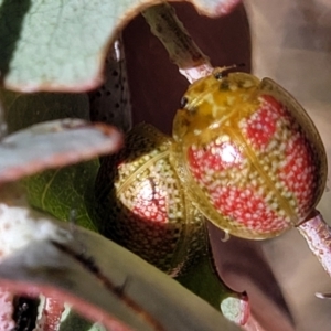 Paropsisterna fastidiosa at Gigerline Nature Reserve - 18 Nov 2023