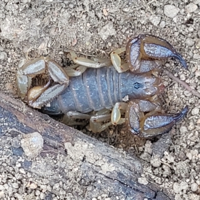 Urodacus manicatus (Black Rock Scorpion) at Tuggeranong, ACT - 18 Nov 2023 by trevorpreston