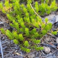 Astroloma humifusum (Cranberry Heath) at Tuggeranong, ACT - 18 Nov 2023 by trevorpreston