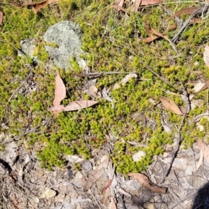 Astroloma humifusum at Gigerline Nature Reserve - 18 Nov 2023