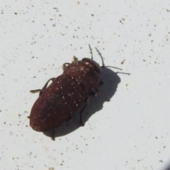Anilara sp. (genus) (A jewel beetle) at Piney Ridge - 17 Nov 2023 by HelenCross