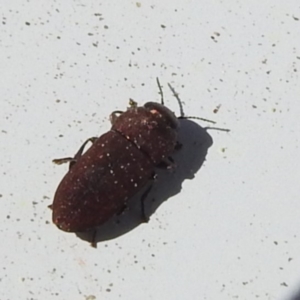 Anilara sp. (genus) at Bluetts Block (402, 403, 12, 11) - 18 Nov 2023