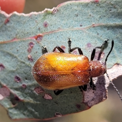 Ecnolagria grandis (Honeybrown beetle) at Tuggeranong, ACT - 18 Nov 2023 by trevorpreston