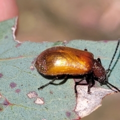 Ecnolagria grandis at Gigerline Nature Reserve - 18 Nov 2023