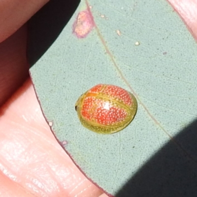 Paropsisterna fastidiosa (Eucalyptus leaf beetle) at Block 402 - 18 Nov 2023 by HelenCross