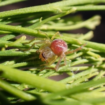 Neosparassus sp. (genus) (Badge huntsman) at Aranda Bushland - 12 Nov 2023 by CathB