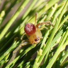 Tharpyna sp. (genus) at Aranda Bushland - 12 Nov 2023