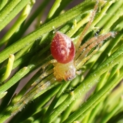 Tharpyna sp. (genus) at Aranda Bushland - 12 Nov 2023