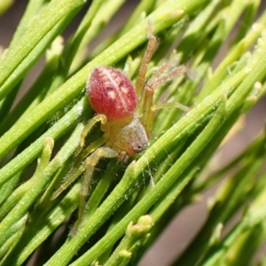 Tharpyna sp. (genus) at Aranda Bushland - 12 Nov 2023