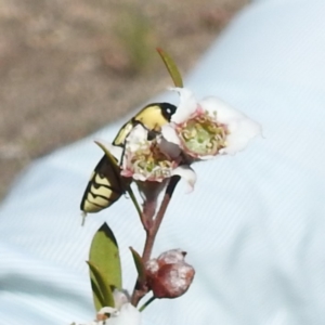 Castiarina octospilota at Bluetts Block (402, 403, 12, 11) - 18 Nov 2023