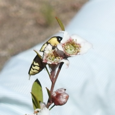 Castiarina octospilota (A Jewel Beetle) at Bluetts Block Area - 17 Nov 2023 by HelenCross