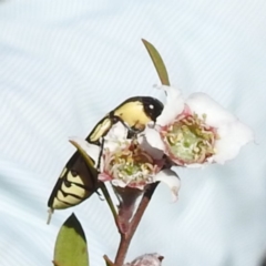 Castiarina octospilota at Bluetts Block (402, 403, 12, 11) - 18 Nov 2023