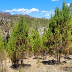 Callitris endlicheri (Black Cypress Pine) at Tuggeranong, ACT - 18 Nov 2023 by trevorpreston