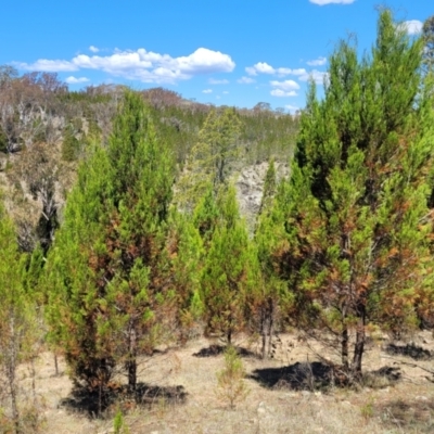 Callitris endlicheri (Black Cypress Pine) at Tuggeranong, ACT - 18 Nov 2023 by trevorpreston