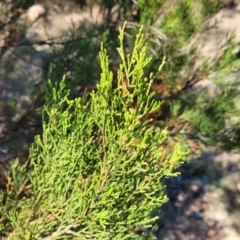 Callitris endlicheri at Gigerline Nature Reserve - 18 Nov 2023 02:27 PM