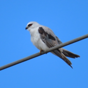 Elanus axillaris at QPRC LGA - 17 Nov 2023