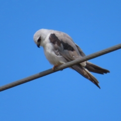 Elanus axillaris at QPRC LGA - 17 Nov 2023 10:53 AM