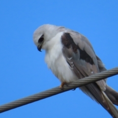 Elanus axillaris at QPRC LGA - 17 Nov 2023 10:53 AM