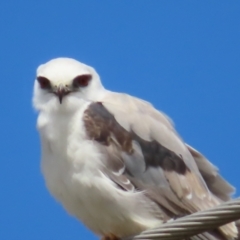 Elanus axillaris at QPRC LGA - 17 Nov 2023