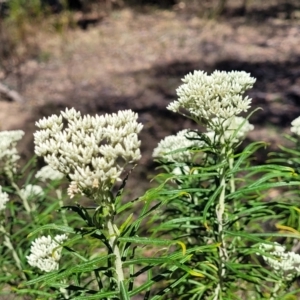 Cassinia longifolia at Gigerline Nature Reserve - 18 Nov 2023