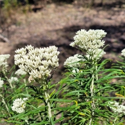 Cassinia longifolia (Shiny Cassinia, Cauliflower Bush) at Tuggeranong, ACT - 18 Nov 2023 by trevorpreston