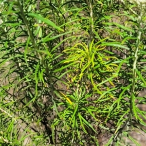 Cassinia longifolia at Gigerline Nature Reserve - 18 Nov 2023