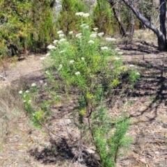 Cassinia longifolia at Gigerline Nature Reserve - 18 Nov 2023