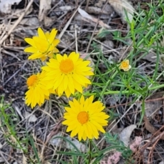 Xerochrysum viscosum (Sticky Everlasting) at Tuggeranong, ACT - 18 Nov 2023 by trevorpreston