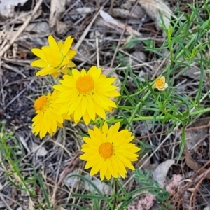 Xerochrysum viscosum at Gigerline Nature Reserve - 18 Nov 2023