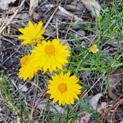 Xerochrysum viscosum (Sticky Everlasting) at Tuggeranong, ACT - 18 Nov 2023 by trevorpreston