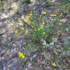 Xerochrysum viscosum at Gigerline Nature Reserve - 18 Nov 2023