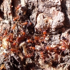 Podomyrma gratiosa (Muscleman tree ant) at Belconnen, ACT - 11 Nov 2023 by CathB