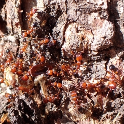 Podomyrma gratiosa (Muscleman tree ant) at Belconnen, ACT - 11 Nov 2023 by CathB