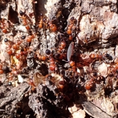 Podomyrma gratiosa at Point 4152 - 12 Nov 2023