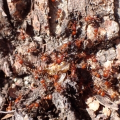 Podomyrma gratiosa at Point 4152 - 12 Nov 2023