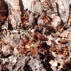 Podomyrma gratiosa at Point 4152 - 12 Nov 2023