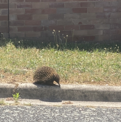 Tachyglossus aculeatus (Short-beaked Echidna) at Phillip, ACT - 18 Nov 2023 by PomonaSprout