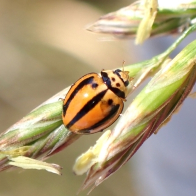 Micraspis frenata (Striped Ladybird) at Mount Painter - 11 Nov 2023 by CathB