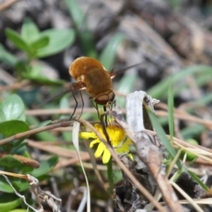 Unidentified Bee fly (Bombyliidae) at Point Lookout, QLD - 14 Nov 2023 by TimL