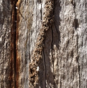 Papyrius sp. (genus) at Block 402 - 18 Nov 2023