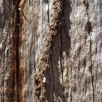 Papyrius sp. (genus) (A Coconut Ant) at Block 402 - 18 Nov 2023 by dwise