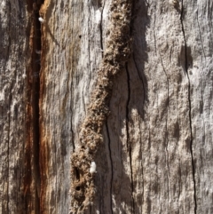 Papyrius sp. (genus) (A Coconut Ant) at Piney Ridge - 17 Nov 2023 by dwise